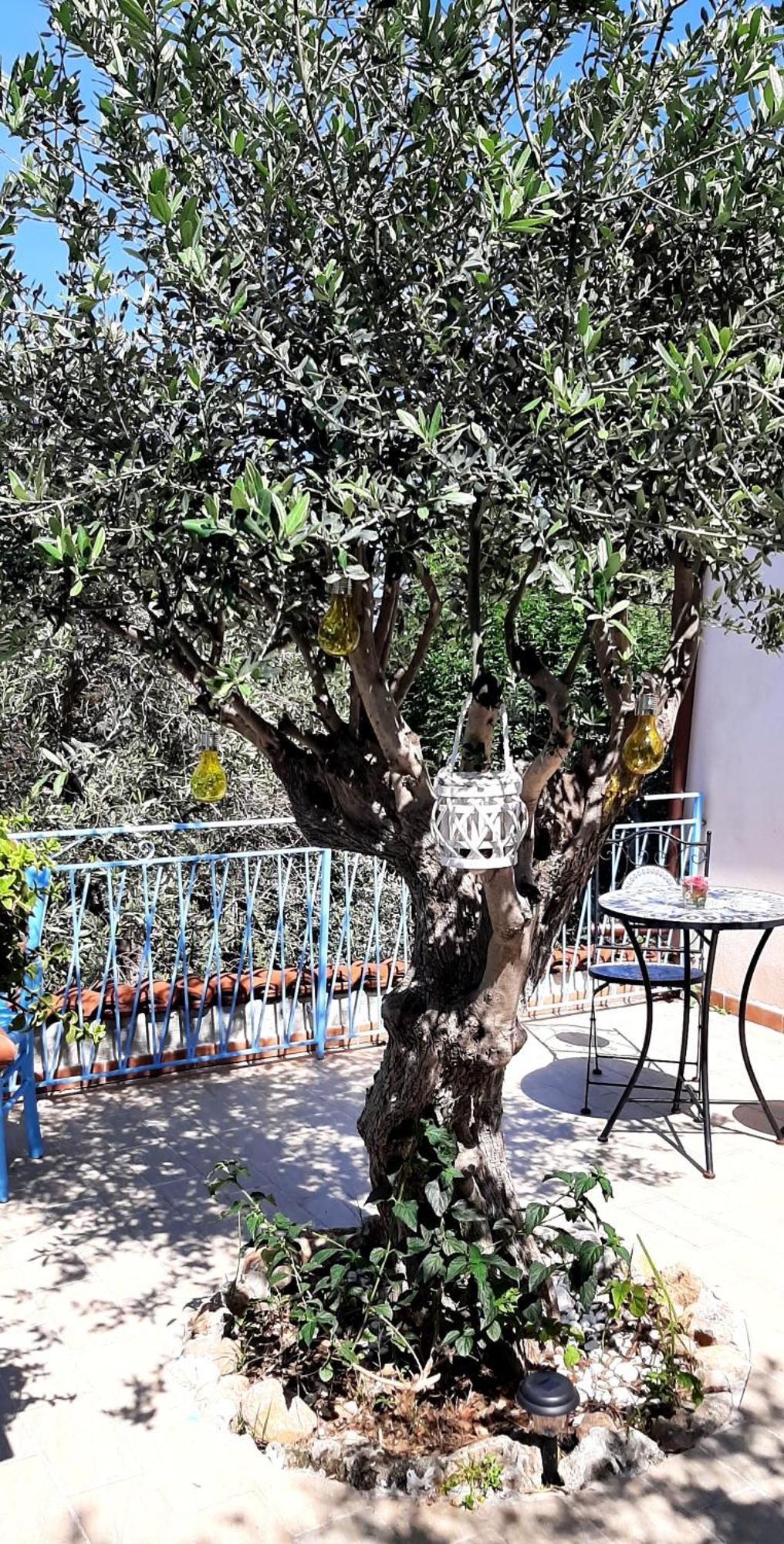 La Casetta Degli Ulivi Palermo Zewnętrze zdjęcie